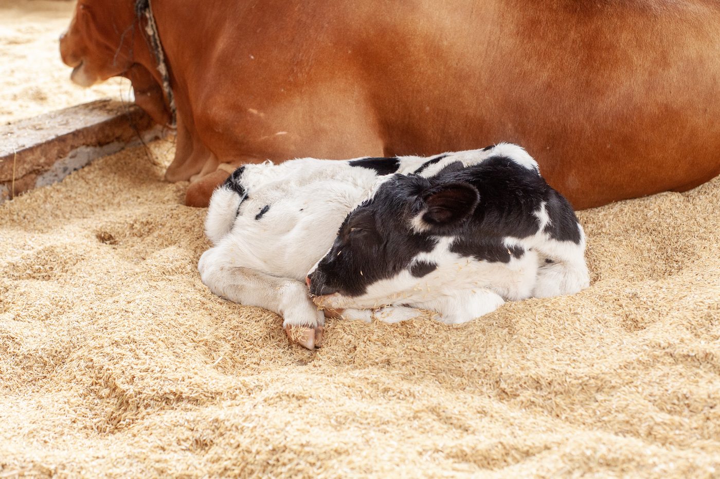 Newborn calf resting beside its mother