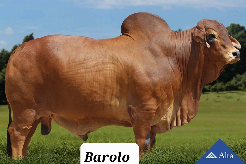 Barolo