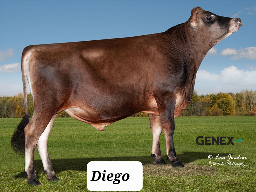 Diego, Jersey sire