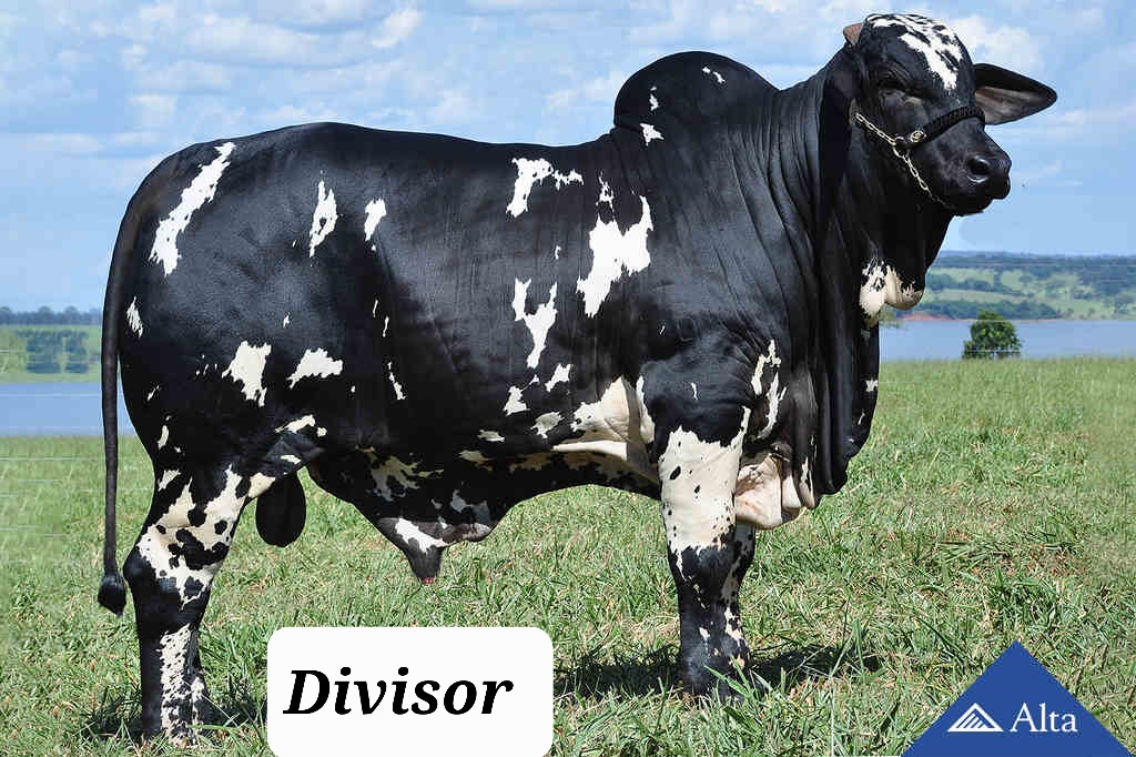 Divisor