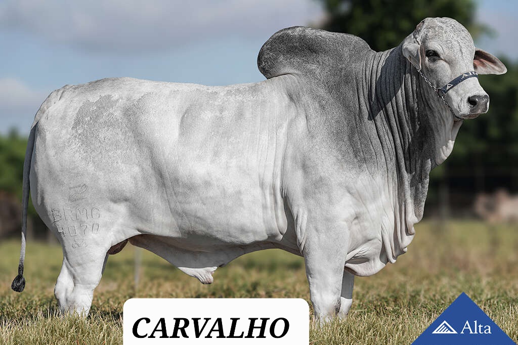 Carvalho, Gir sire