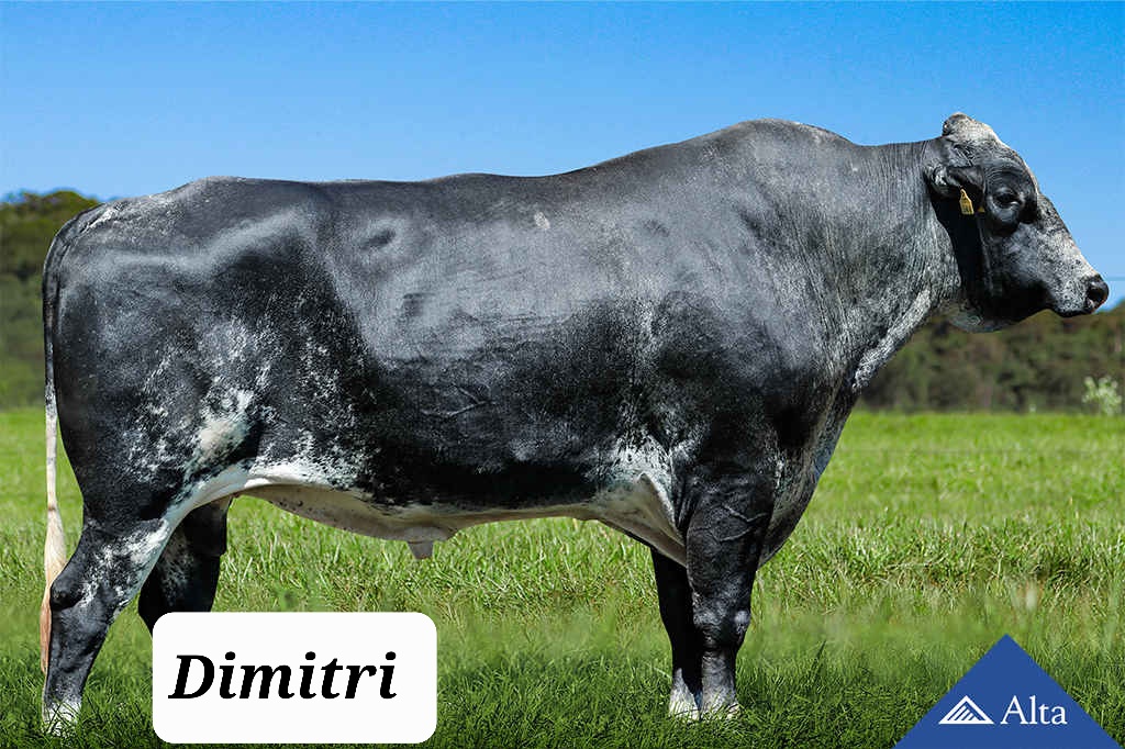 Dimitri, Girolando sire