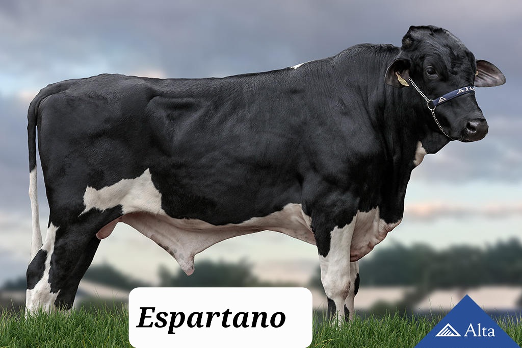 Espartano, Girolando sire