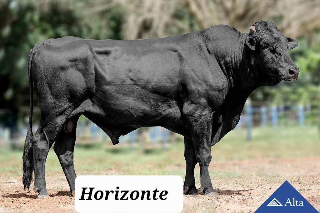 Horizonte
