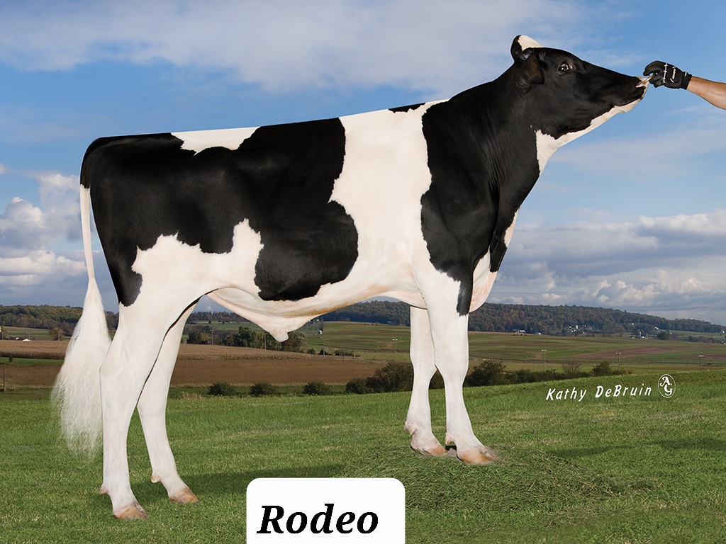 Rodeo
