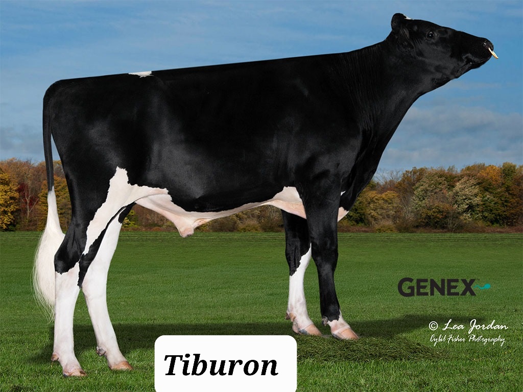 Tiburon, Holstein sire