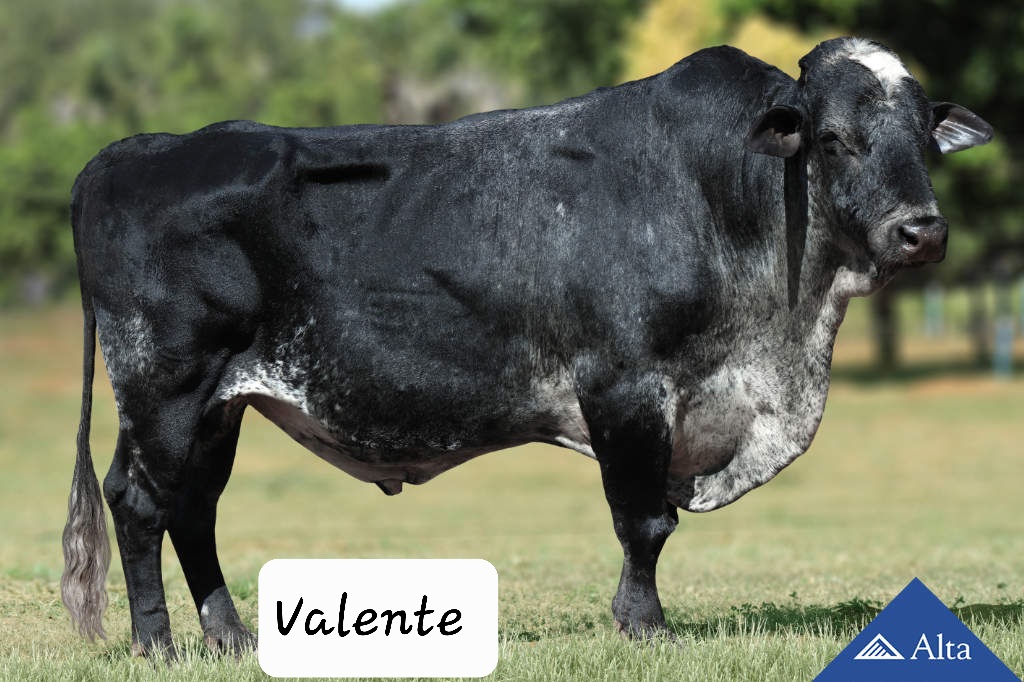 Valente